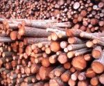 Medienos sektoriui gresia likti su dar mažiau medienos